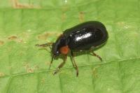 Smaragdina aurita
