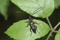 Anoplodera sexguttata