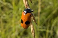 Clytra laeviuscula