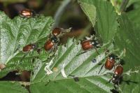 Phyllopertha horticola