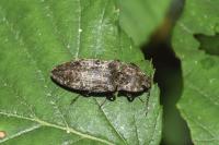 Agrypnus murinus
