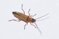 Oedemera podagrariae