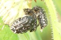 Oxythyrea funesta