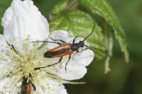 Stenurella melanura