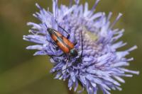 Stenurella bifasciata