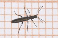 Dolichosoma lineare
