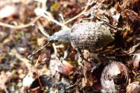 Liophloeus tessulatus