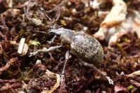 Liophloeus tessulatus