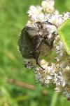 Potosia cuprea