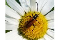 Pseudovadonia livida