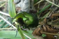 Cetonia aurata