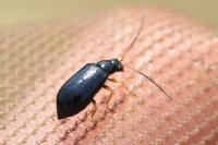 Luperus longicornis