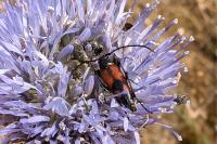 Stenurella bifasciata