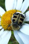 Trichius gallicus