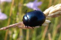 Chrysolina fuliginosa