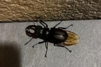Lucanus cervus