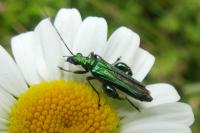 Oedemera nobilis