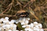 Pseudovadonia livida