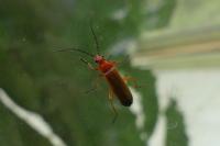 Rhagonycha fulva