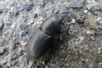 Dorcus parallelipipedus