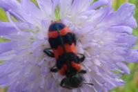 Trichodes alvearius
