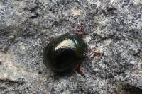 Chrysolina bankii