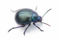 Timarcha goettingensis