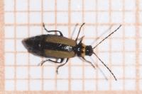 Calomicrus circumfusus
