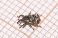Pachytychius sparsutus