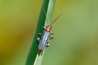 Oedemera croceicollis