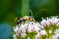 Rutpela maculata