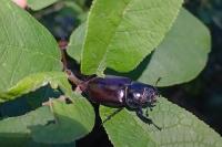 Lucanus cervus