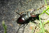 Lucanus cervus