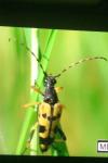 Rutpela maculata