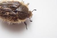 Tropinota hirta