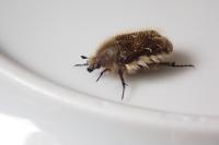 Tropinota hirta