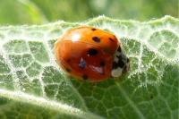 Harmonia axyridis