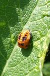 Harmonia axyridis