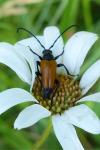 Stictoleptura fulva