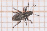 Andrion regensteinense