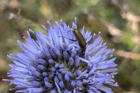 Chrysanthia viridissima