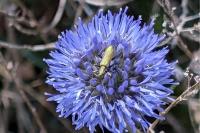 Chrysanthia viridissima