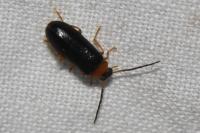 Conopalpus testaceus