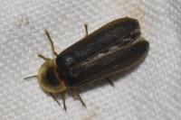 Lampyris noctiluca