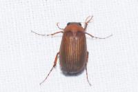 Serica brunnea