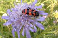 Trichodes alvearius