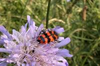 Trichodes alvearius