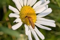 Oedemera podagrariae