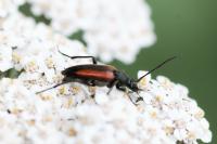 Stenurella melanura