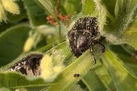 Oxythyrea funesta